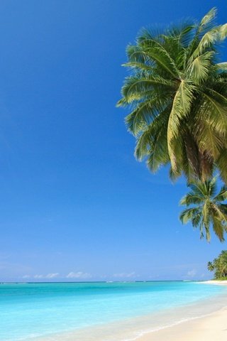 Обои песок, пляж, пальмы, тропики, мальдивы, sand, beach, palm trees, tropics, the maldives разрешение 1920x1080 Загрузить