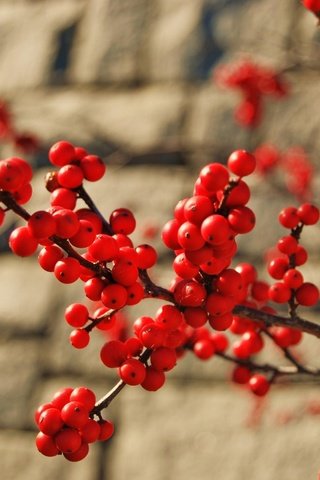 Обои ветка, макро, стена, красные, ягоды, куст, кирпич, грозди, branch, macro, wall, red, berries, bush, brick, bunches разрешение 2711x1815 Загрузить