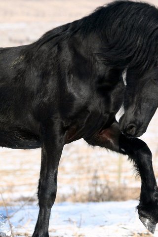 Обои лошадь, снег, дерево, зима, черный, конь, грива, horse, snow, tree, winter, black, mane разрешение 1920x1200 Загрузить