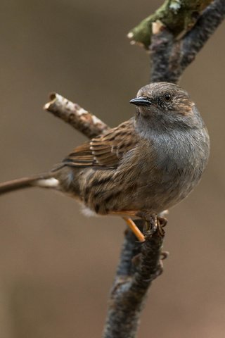 Обои ветка, макро, птица, клюв, воробей, перья, branch, macro, bird, beak, sparrow, feathers разрешение 2048x2048 Загрузить