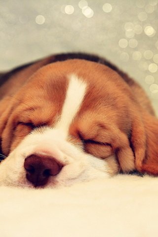 Обои мордочка, сон, собака, щенок, отдых, уши, бигль, muzzle, sleep, dog, puppy, stay, ears, beagle разрешение 1920x1200 Загрузить