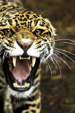 Обои леопард, клыки, хищник, оскал, leopard, fangs, predator, grin разрешение 2048x1371 Загрузить