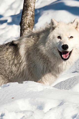 Обои снег, зима, взгляд, хищник, волк, snow, winter, look, predator, wolf разрешение 2560x1600 Загрузить