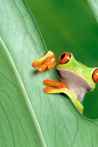 Обои глаза, зелёный, макро, лист, лягушка, красноглазая, древесная лягушка, квакша, eyes, green, macro, sheet, frog, red-eyed, tree frog, treefrog разрешение 3200x2000 Загрузить
