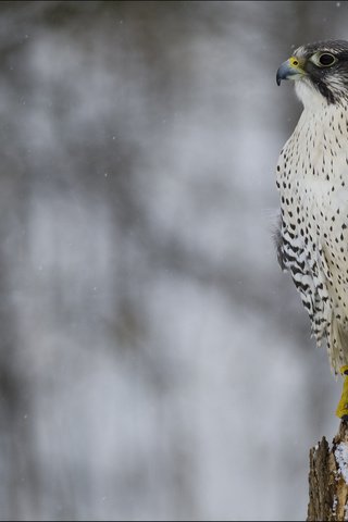 Обои снег, зима, взгляд, профиль, птица, сокол, хищная, кречет, snow, winter, look, profile, bird, falcon, predatory, merlin разрешение 2048x1367 Загрузить