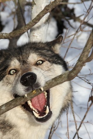 Обои ветка, снег, лес, зима, хищник, зубы, оскал, волк, branch, snow, forest, winter, predator, teeth, grin, wolf разрешение 1920x1200 Загрузить