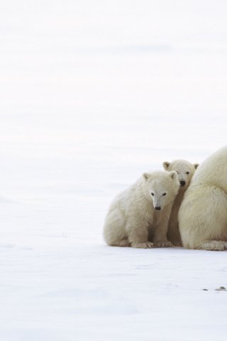 Обои медведь, белый, медведица, медвежата, bear, white, bears разрешение 2560x1600 Загрузить