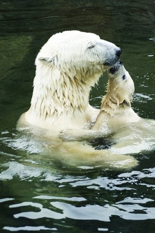 Обои вода, белые, нежность, медведи, полярные, медведица, медвежата, water, white, tenderness, bears, polar, bear разрешение 2560x1600 Загрузить