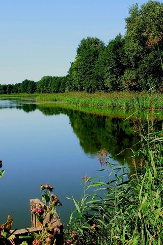 Обои трава, деревья, озеро, река, растение, grass, trees, lake, river, plant разрешение 3296x2472 Загрузить