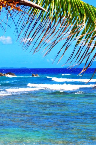 Обои море, пальма, тропики, sea, palma, tropics разрешение 3872x2592 Загрузить