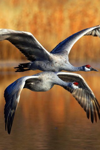 Обои полет, крылья, птицы, журавль, канадские журавли, flight, wings, birds, crane, canadian cranes разрешение 1920x1200 Загрузить