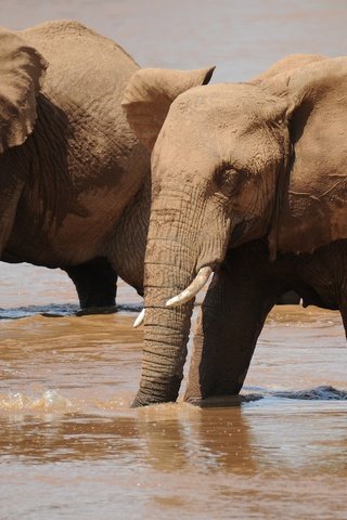 Обои вода, слон, слоны, водопой, хобот, water, elephant, elephants, drink, trunk разрешение 3588x2464 Загрузить