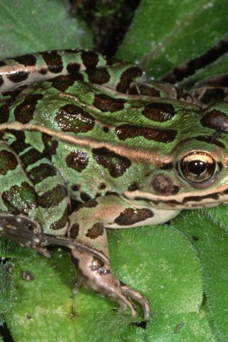 Обои вода, листья, макро, лягушка, пруд, зеленая, water, leaves, macro, frog, pond, green разрешение 2560x1600 Загрузить