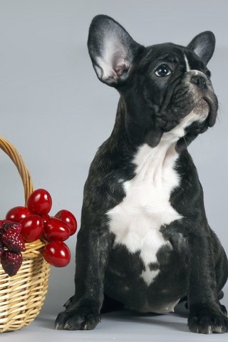 Обои собака, щенок, корзина, ягоды, французский бульдог, dog, puppy, basket, berries, french bulldog разрешение 2560x1600 Загрузить