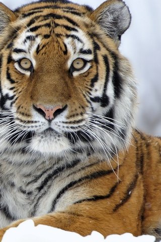 Обои тигр, снег, зима, хищник, большая кошка, tiger, snow, winter, predator, big cat разрешение 2560x1600 Загрузить