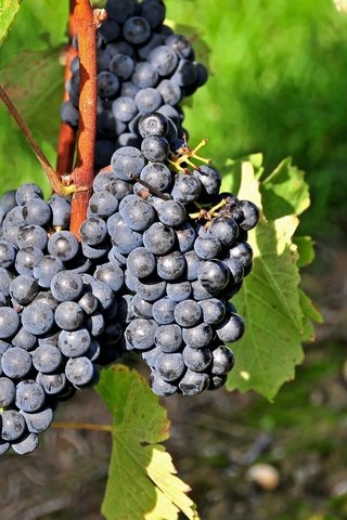 Обои синий, виноград, фрукты, ягоды, лоза, гроздь, blue, grapes, fruit, berries, vine, bunch разрешение 2048x1326 Загрузить