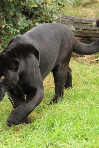 Обои трава, пантера, дикая кошка, черный ягуар, grass, panther, wild cat, black jaguar разрешение 3400x2266 Загрузить