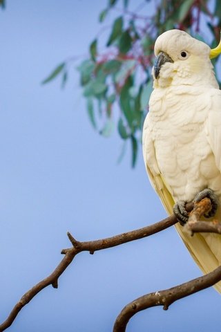 Обои ветка, птицы, попугай, большой желтохохлый какаду, branch, birds, parrot, big jeltuhay cockatoo разрешение 1921x1200 Загрузить
