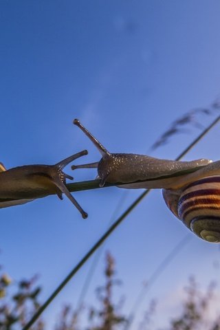 Обои макро, улитки, травинка, сближение, macro, snails, a blade of grass, convergence разрешение 2560x1920 Загрузить