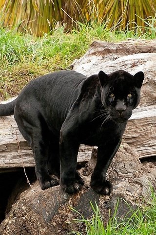 Обои кошка, пантера, черный ягуар, пантера на камне, cat, panther, black jaguar, panther on the rock разрешение 1920x1080 Загрузить