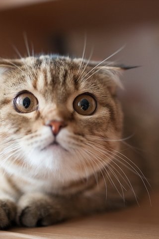 Обои фон, кошка, взгляд, шотландская вислоухая кошка, background, cat, look, scottish fold cat разрешение 2560x1600 Загрузить