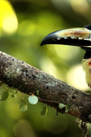 Обои ветка, листики, птичка, размытый фон, ошейниковый арасари, branch, leaves, bird, blurred background, collared aracari разрешение 2560x1600 Загрузить