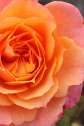 Обои цветы, желтый, розы, розовый, flowers, yellow, roses, pink разрешение 4272x2848 Загрузить
