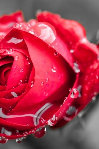 Обои цветы, бутон, вода, красная роза, макро, цветочек, цветком, фон, цветок, роса, капли, роза, flowers, bud, water, red rose, macro, background, flower, rosa, drops, rose разрешение 2500x1600 Загрузить