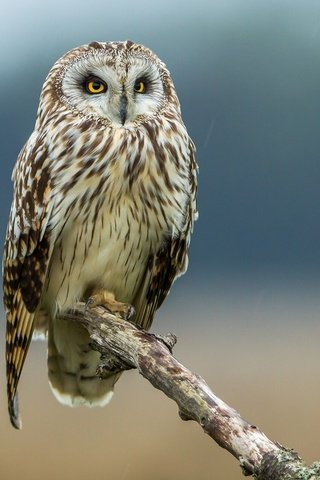 Обои сова, птица, сук, болотная сова, owl, bird, bitches, short-eared owl разрешение 2048x1280 Загрузить