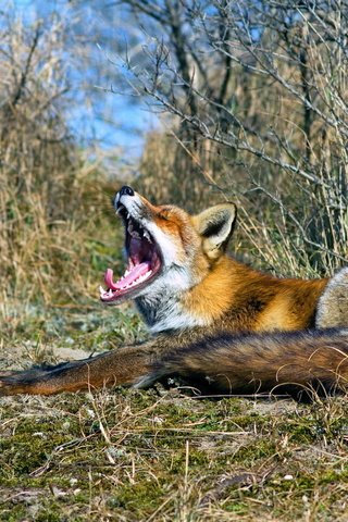 Обои природа, лиса, пасть, nature, fox, mouth разрешение 1920x1200 Загрузить