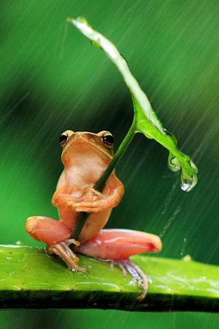 Обои фон, листок, лягушка, дождь, background, leaf, frog, rain разрешение 1920x1250 Загрузить