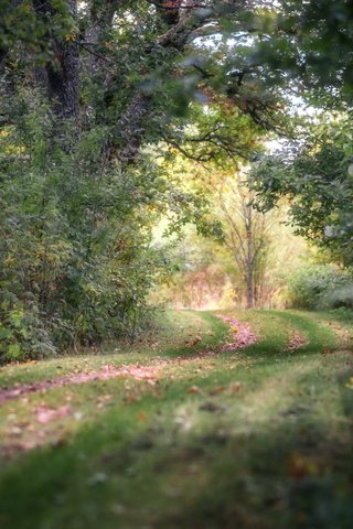 Обои дорога, природа, лес, road, nature, forest разрешение 2560x1600 Загрузить