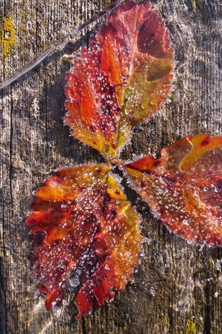 Обои природа, листья, иней, лёд, nature, leaves, frost, ice разрешение 4912x2760 Загрузить