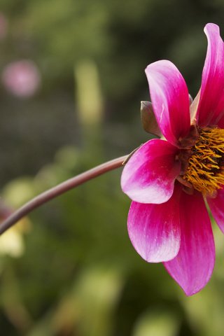 Обои цветок, размытость, бутон, розовый, георгин, flower, blur, bud, pink, dahlia разрешение 2048x1365 Загрузить