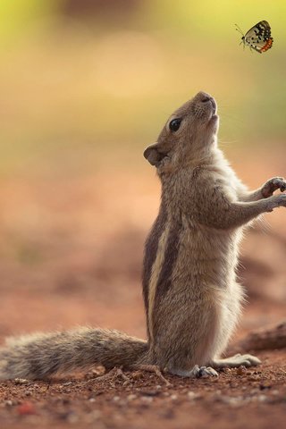 Обои природа, фон, бабочка, бурундук, nature, background, butterfly, chipmunk разрешение 2048x1367 Загрузить