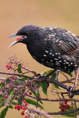 Обои ветка, листья, ягода, птицы, скворец, branch, leaves, berry, birds, starling разрешение 2877x1918 Загрузить