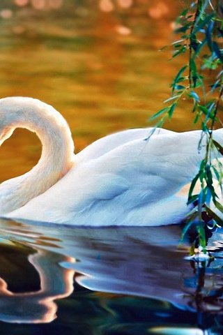 Обои вода, белый, птица, клюв, перья, лебедь, water, white, bird, beak, feathers, swan разрешение 1921x1390 Загрузить