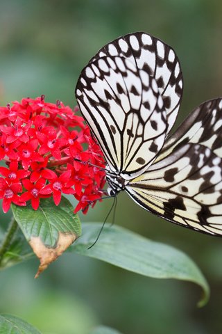 Обои цветок, бабочка, насекомые, flower, butterfly, insects разрешение 2048x1365 Загрузить