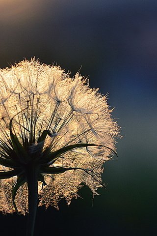 Обои свет, цветок, роса, капли, одуванчик, light, flower, rosa, drops, dandelion разрешение 3000x2000 Загрузить