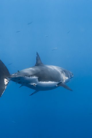 Обои вода, акула, подводный мир, water, shark, underwater world разрешение 3456x2304 Загрузить