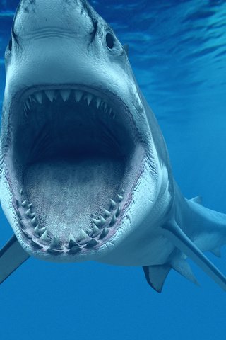 Обои белая акула, или кархародон (carcharodon carcharias, great white shark), white shark, or carcharodon (carcharodon carcharias разрешение 2560x1600 Загрузить