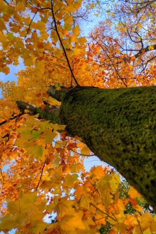 Обои дерево, осень, ствол, крона, tree, autumn, trunk, crown разрешение 1920x1200 Загрузить