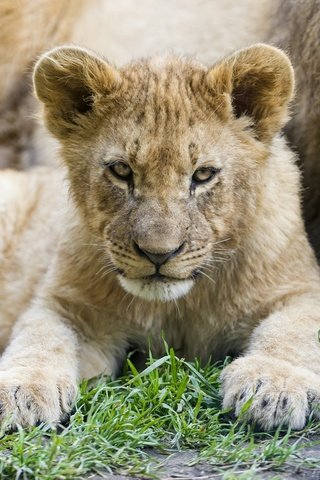 Обои трава, мордочка, лапы, взгляд, лев, львёнок, львёнок детёныш, grass, muzzle, paws, look, leo, lion, lion cub разрешение 1920x1278 Загрузить
