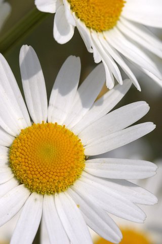 Обои цветы, макро, лепестки, ромашки, белые, flowers, macro, petals, chamomile, white разрешение 2560x1600 Загрузить