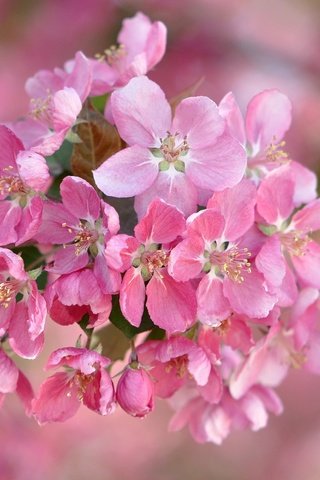 Обои цветы, ветка, цветение, размытость, весна, розовые, flowers, branch, flowering, blur, spring, pink разрешение 2048x1360 Загрузить