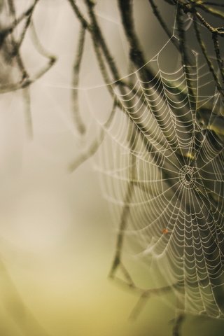 Обои природа, туман, растение, паутина, nature, fog, plant, web разрешение 2047x1242 Загрузить