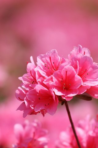 Обои цветы, макро, лепестки, розовые, азалия, flowers, macro, petals, pink, azalea разрешение 2048x1385 Загрузить