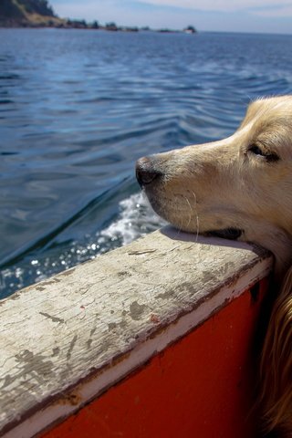 Обои вода, собака, лодка, сеттер, water, dog, boat, setter разрешение 2560x1600 Загрузить