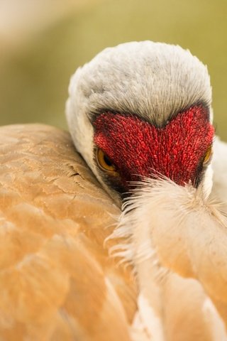 Обои природа, птица, клюв, перья, журавль, sandhill crane, nature, bird, beak, feathers, crane разрешение 2560x1707 Загрузить