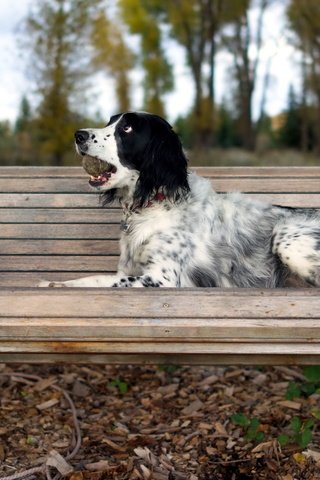 Обои осень, собака, скамейка, качели, сеттер, английский сеттер, autumn, dog, bench, swing, setter, the english setter разрешение 2560x1440 Загрузить